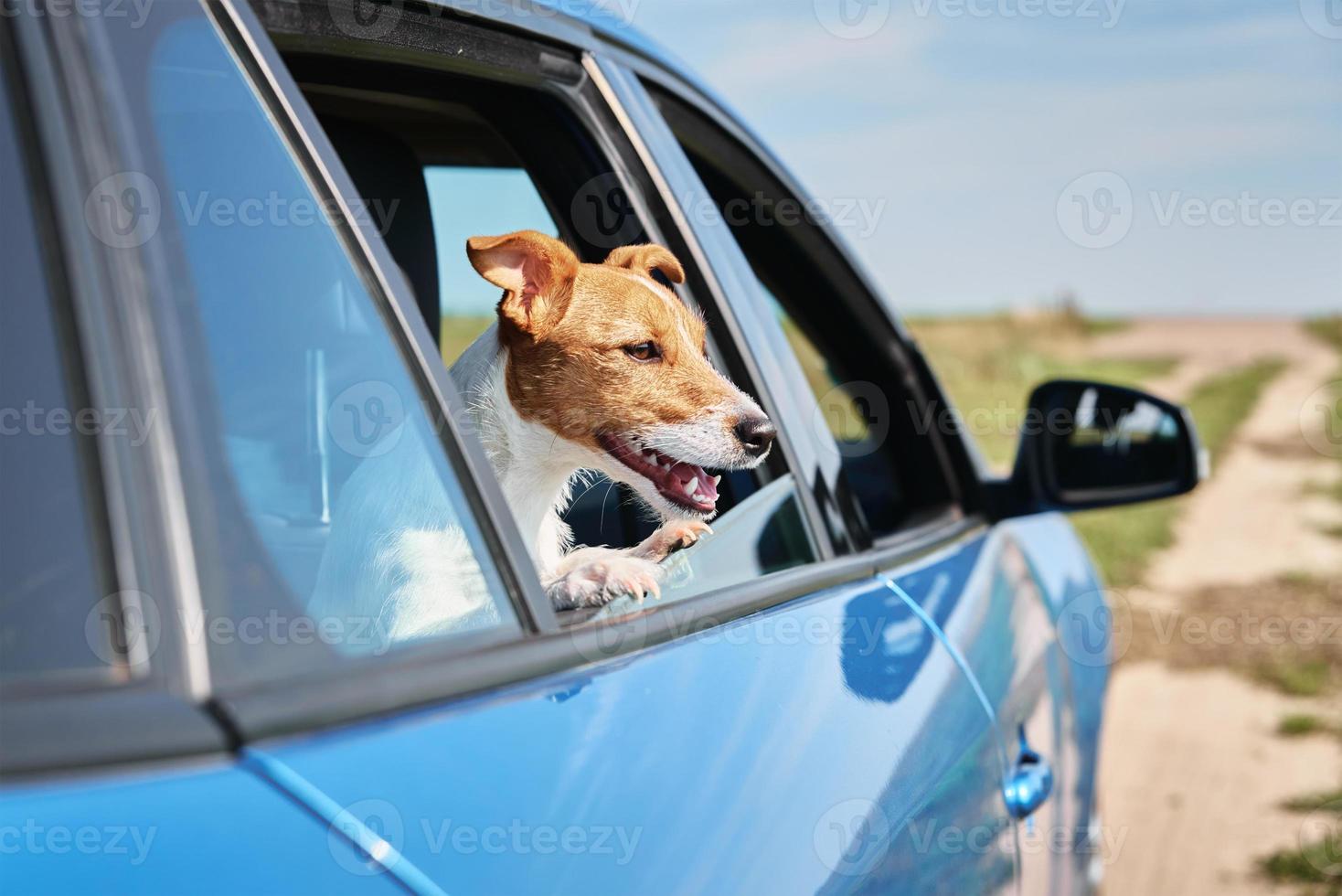 Dog looking out of car window. photo