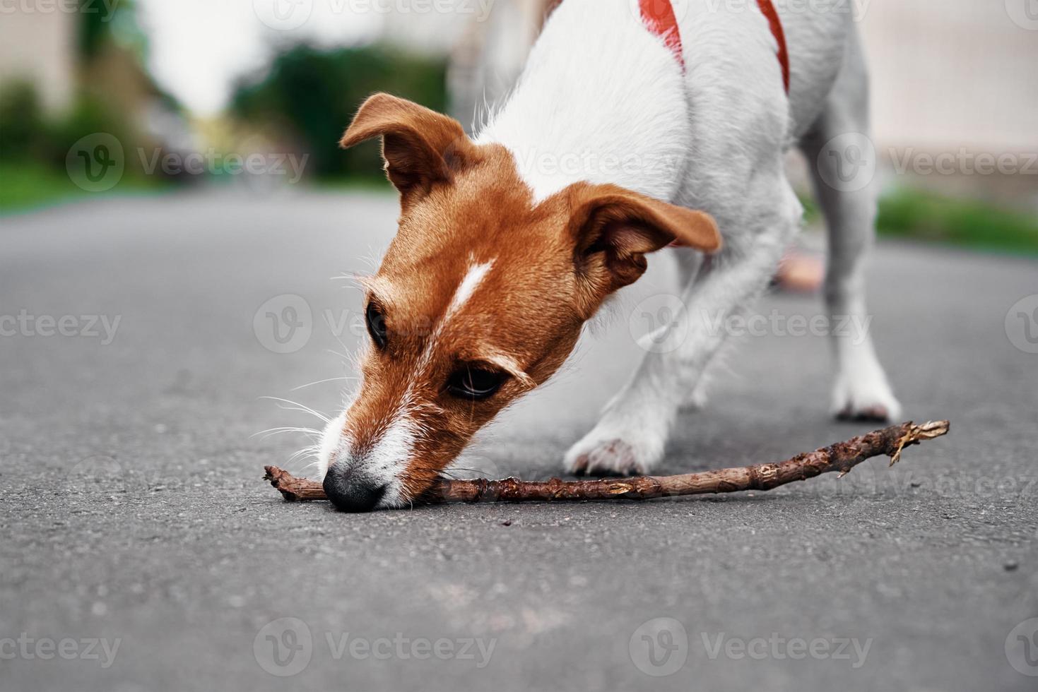 Jack russel terrier dog play with wooden stick outdoors photo