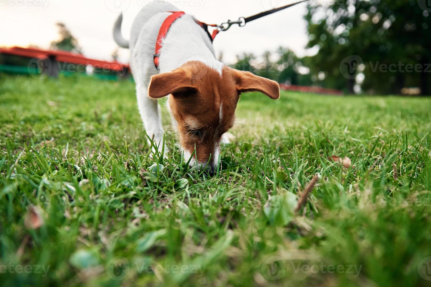 perro en hierba en día de verano. el dueño camina con el perro al aire libre foto