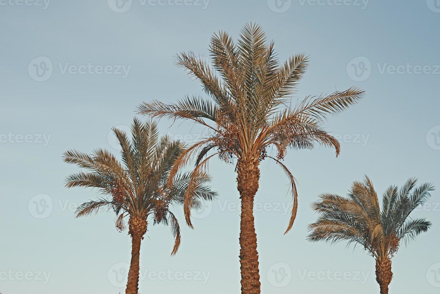 Tropical palm trees against blue sky, toned photo. Concept of summer vacation photo