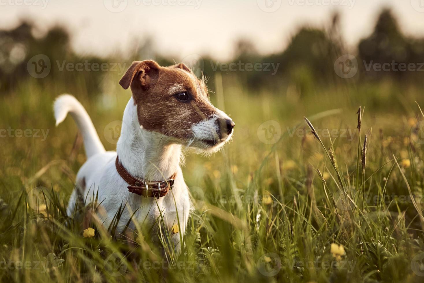 Portrait of jack russell terrier dog in the park photo