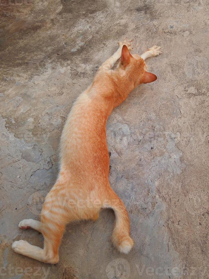 Cat is stretching outdoors photo