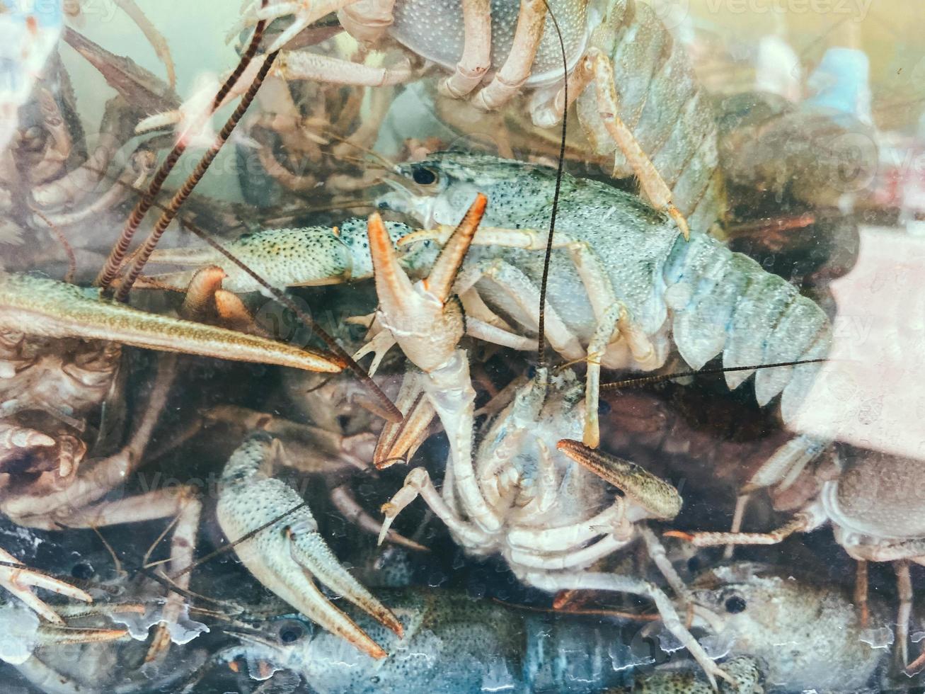 small crayfish with claws and whiskers sit on top of each other in an aquarium. little space in sea water, crayfish for food, fish snack photo