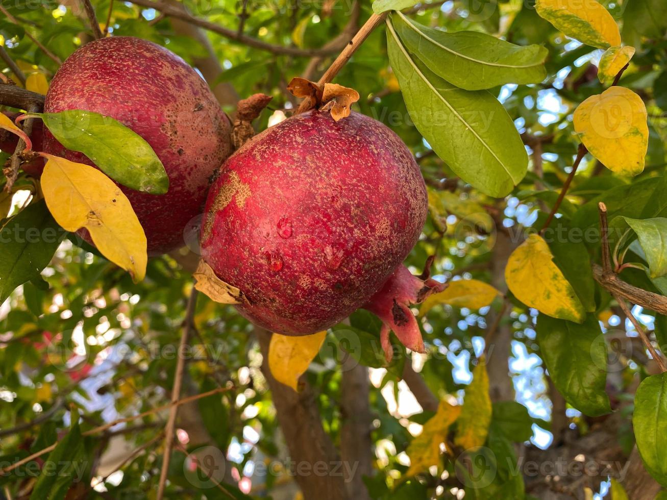 Natural red juicy ripe beautiful pomegranates on a pomegranate tree branch against the background of green tropical leaves. Background, texture photo