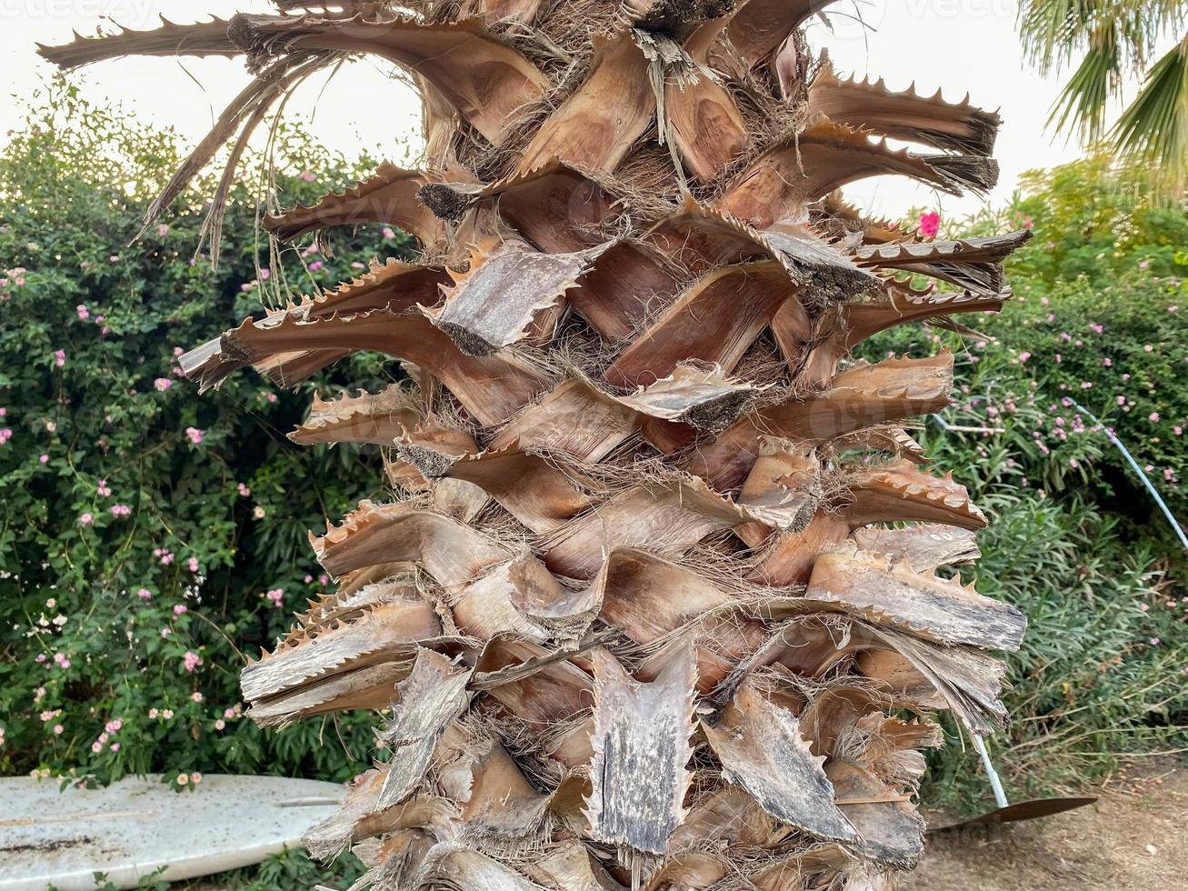 Trunks of palm trees with natural beautiful bark. Background, texture photo