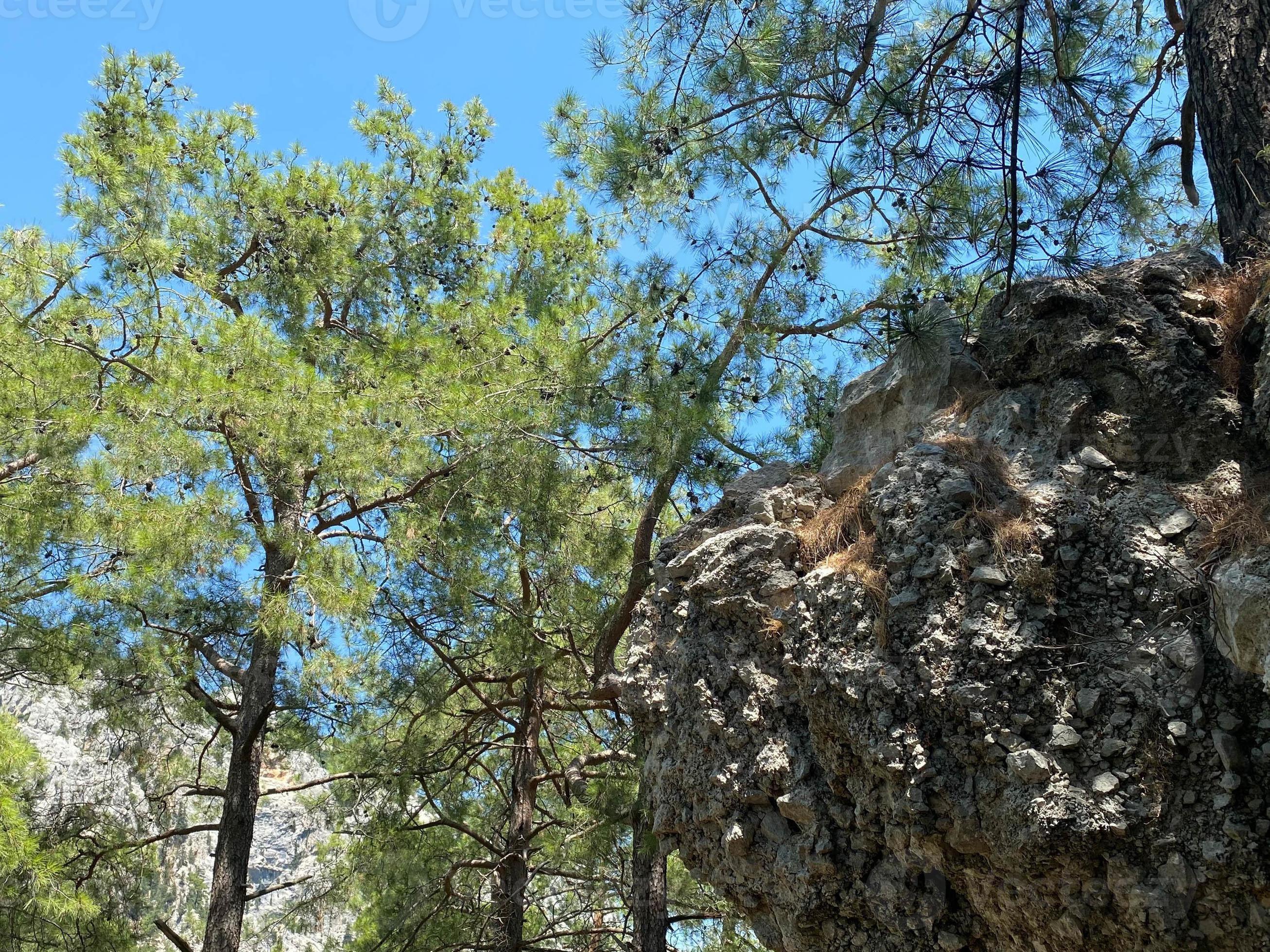 Germanys National Tree