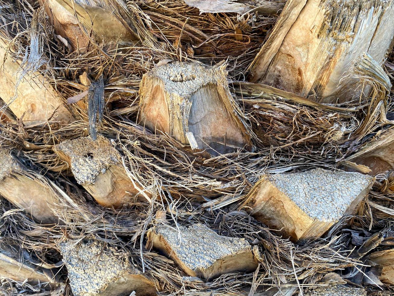 Closeup of trimmed branch end on old palm tree photo