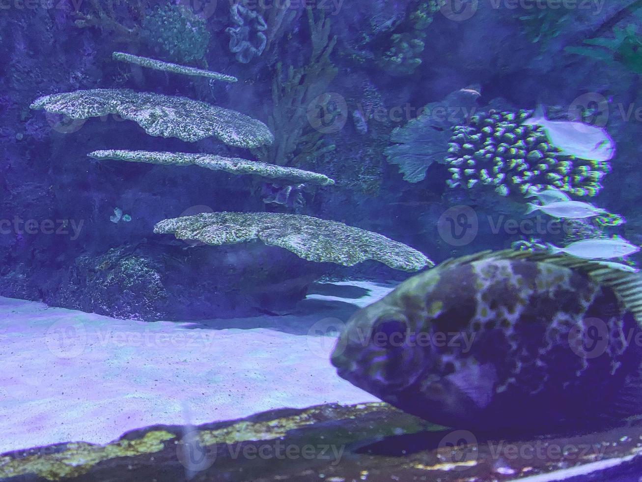 observación de la vida de los peces en el acuario. un pez con escamas manchadas se escondió en una piedra. en el acuario arena, piedras, rocas grandes y madera a la deriva con plantas foto