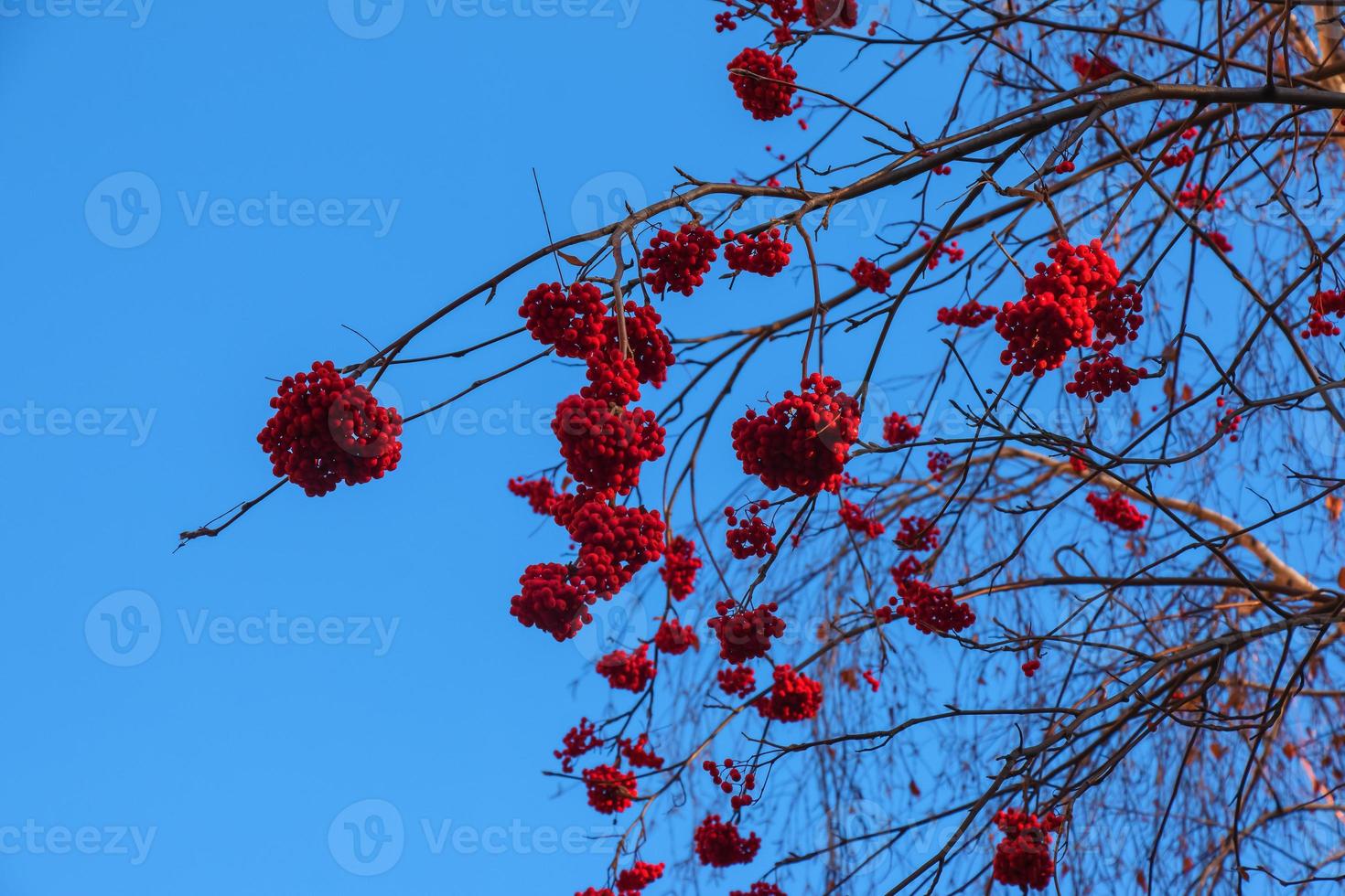 Red clusters of mountain ash on a branch in late autumn. Red rowan berries against a blue sky. Latin name Sorbus aucuparia L. photo