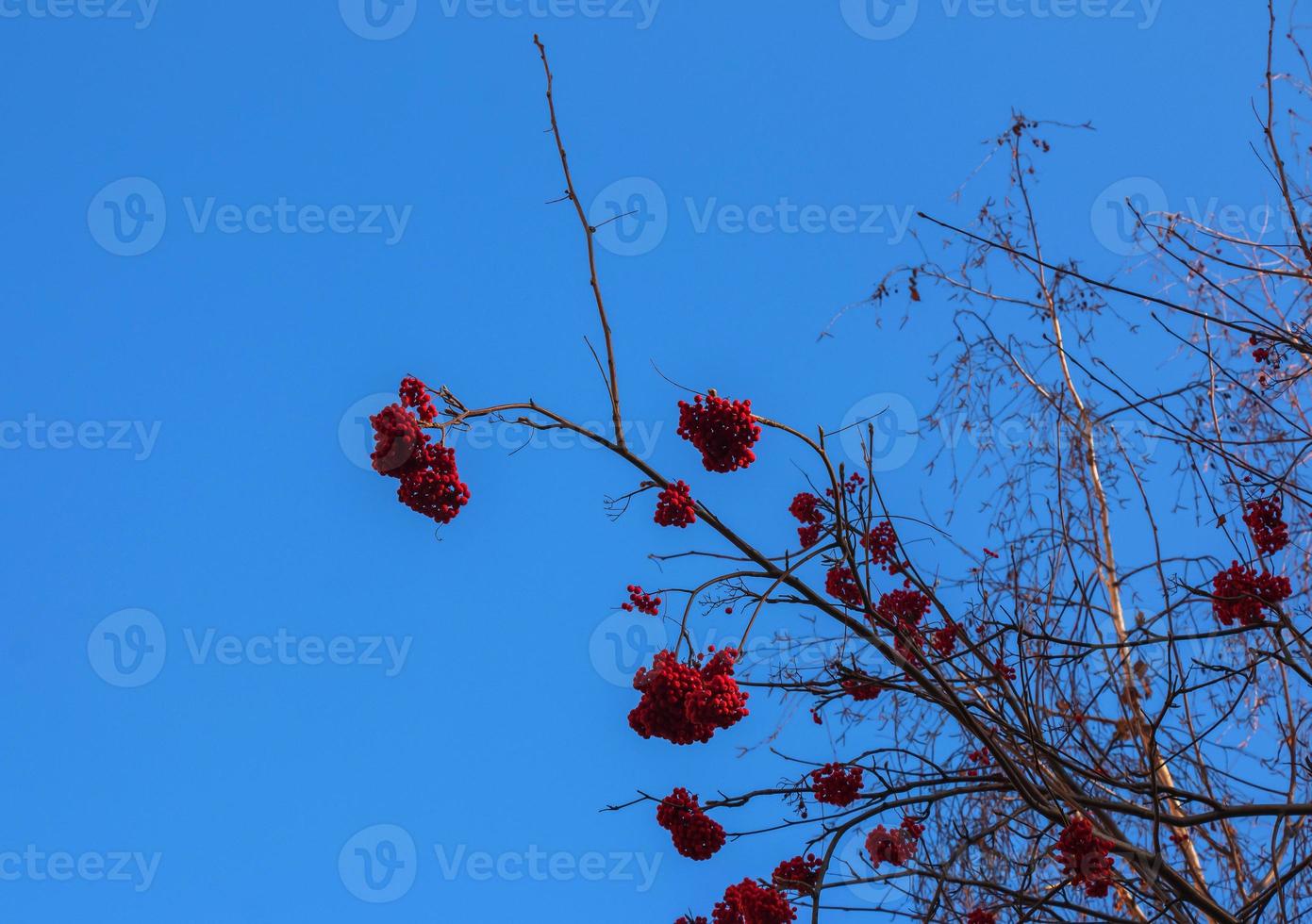 Red clusters of mountain ash on a branch in late autumn. Red rowan berries against a blue sky. Latin name Sorbus aucuparia L. photo