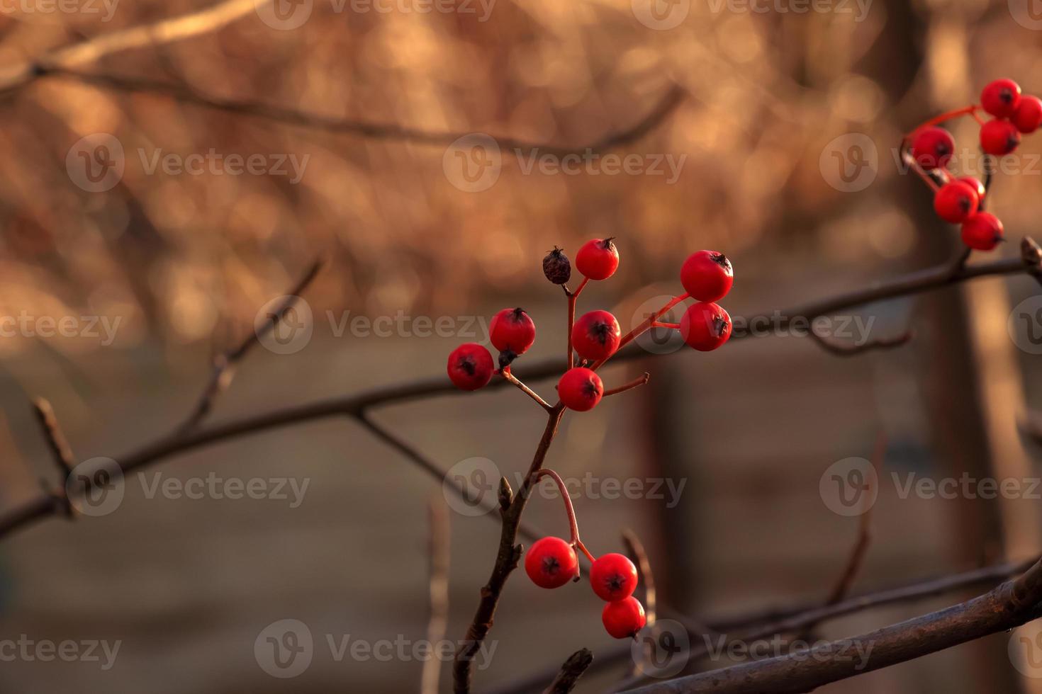 bayas de espino rojo brillante a la luz del sol sobre un fondo borroso a finales de otoño. nombre latino crataegus. foto