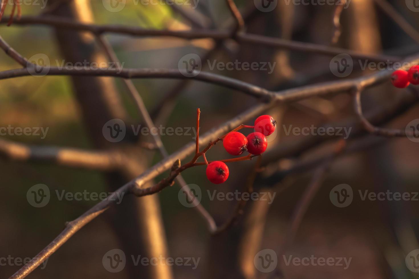 Bright red hawthorn berries in sunlight on a blurred background in late autumn. Latin name Crataegus. photo