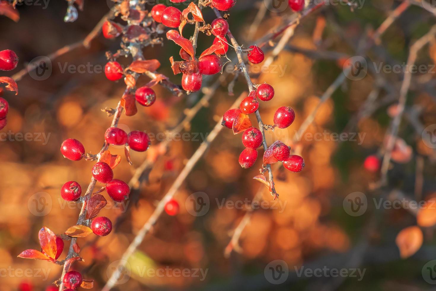 Closeup of fragrant sumac in autumn. The Latin name is Rhus aromatica