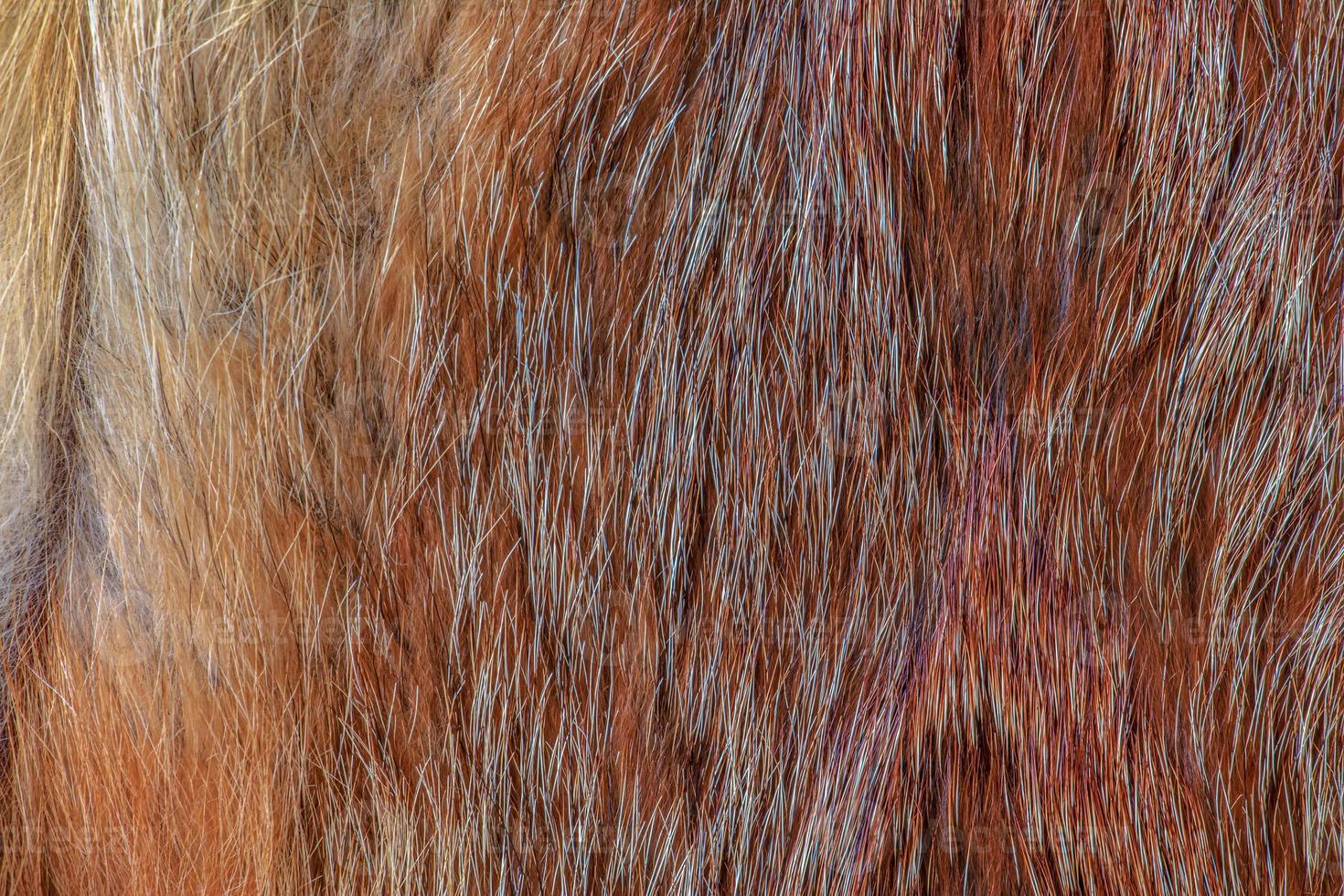 Fox fur close up. Redhead animal fur background, fur pile texture. photo