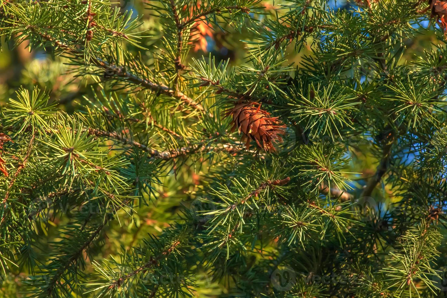 Pine cones of douglas tree. Ripe Cone on Branches of Pseudotsuga menziesii. photo