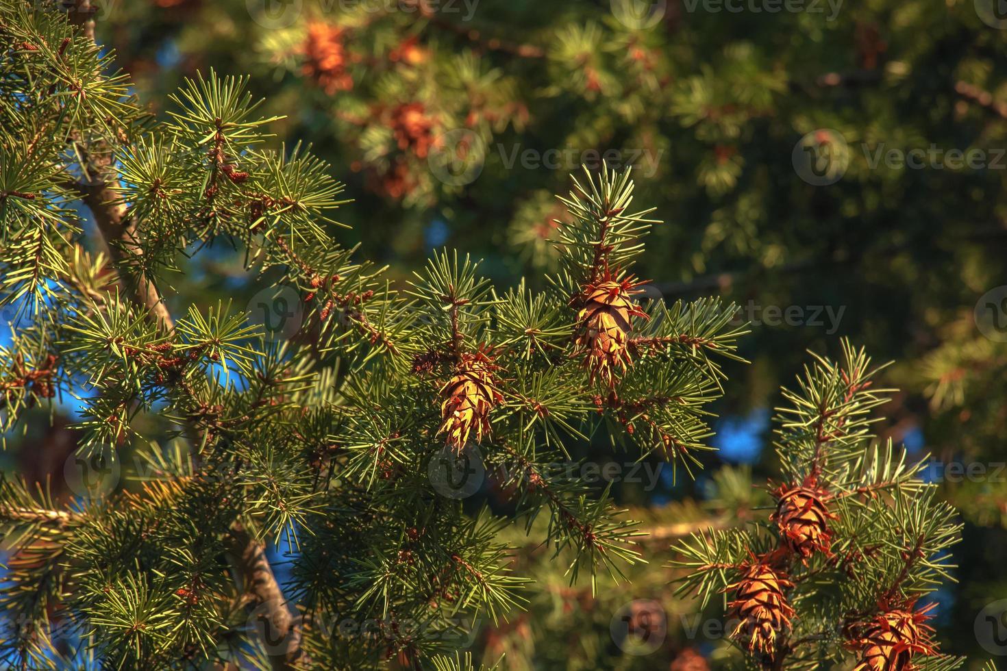 Pine cones of douglas tree. Ripe Cone on Branches of Pseudotsuga menziesii. photo