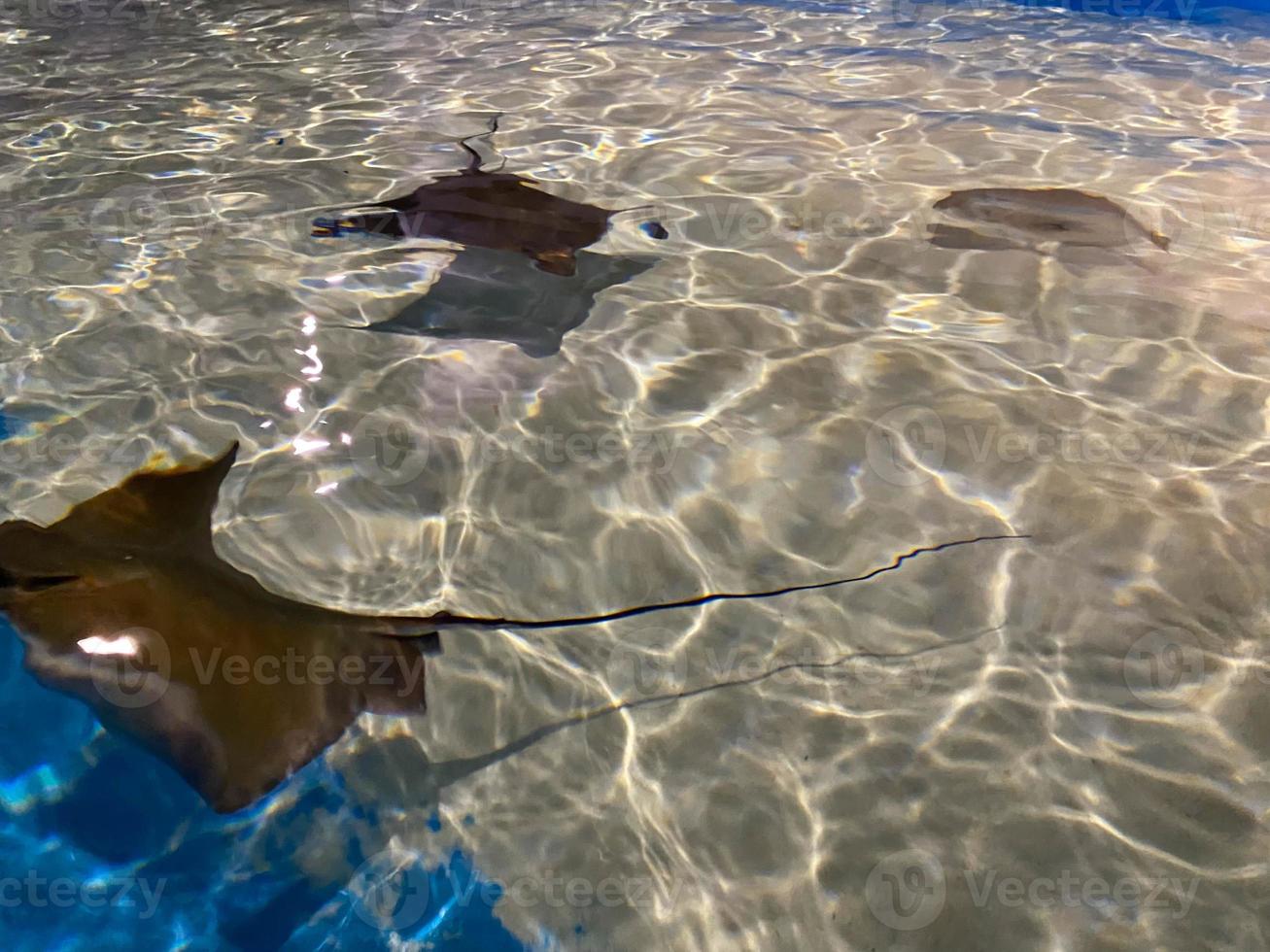 Spotted eagle ray and stingray in ocean photo