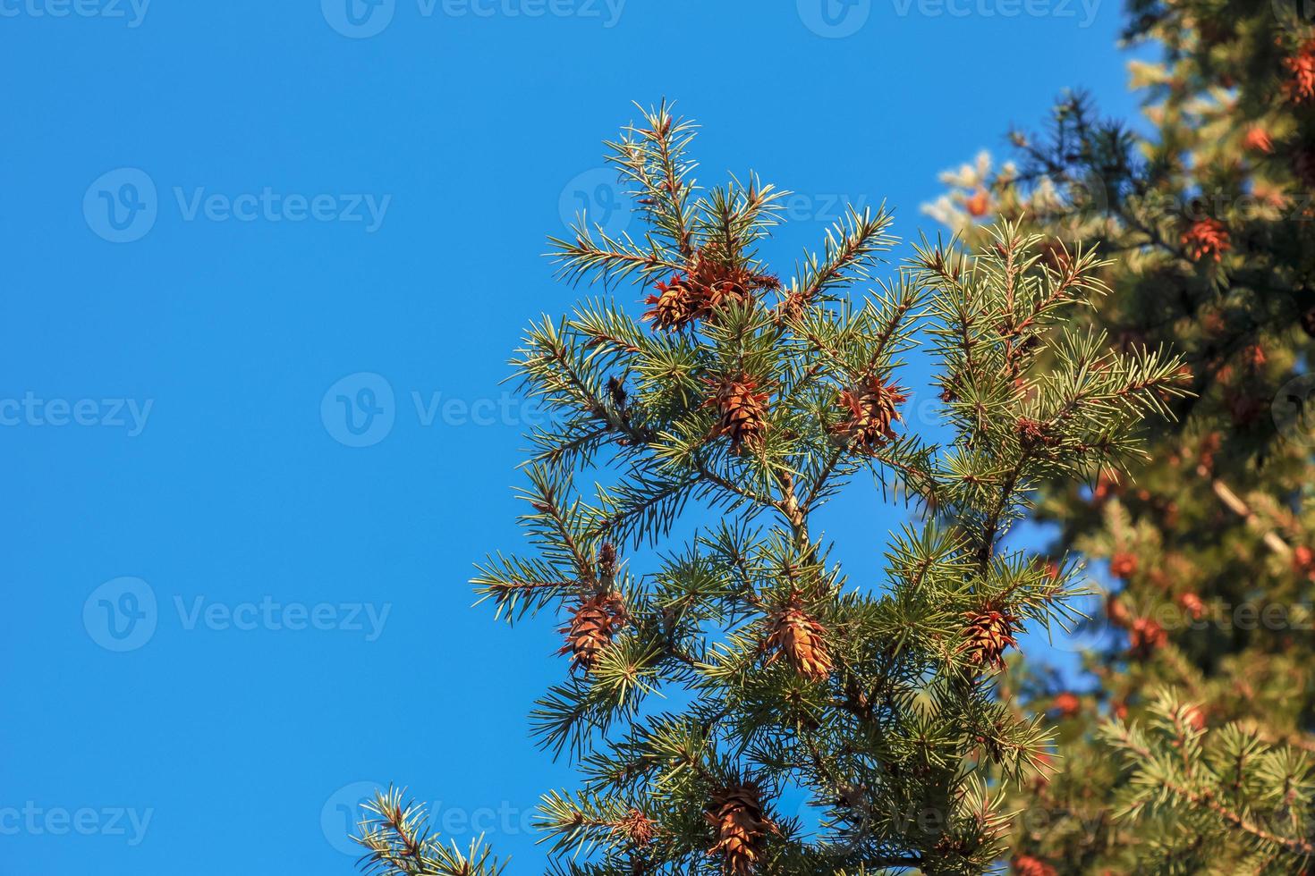 Pine cones of douglas tree. Ripe Cone on Branches of Pseudotsuga menziesii. photo
