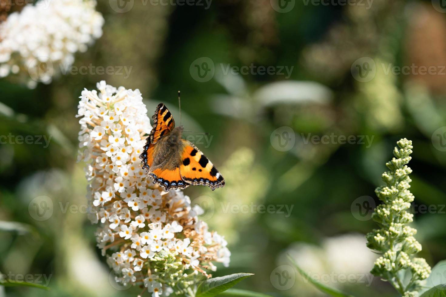 the little fox butterfly Aglais urticae photo