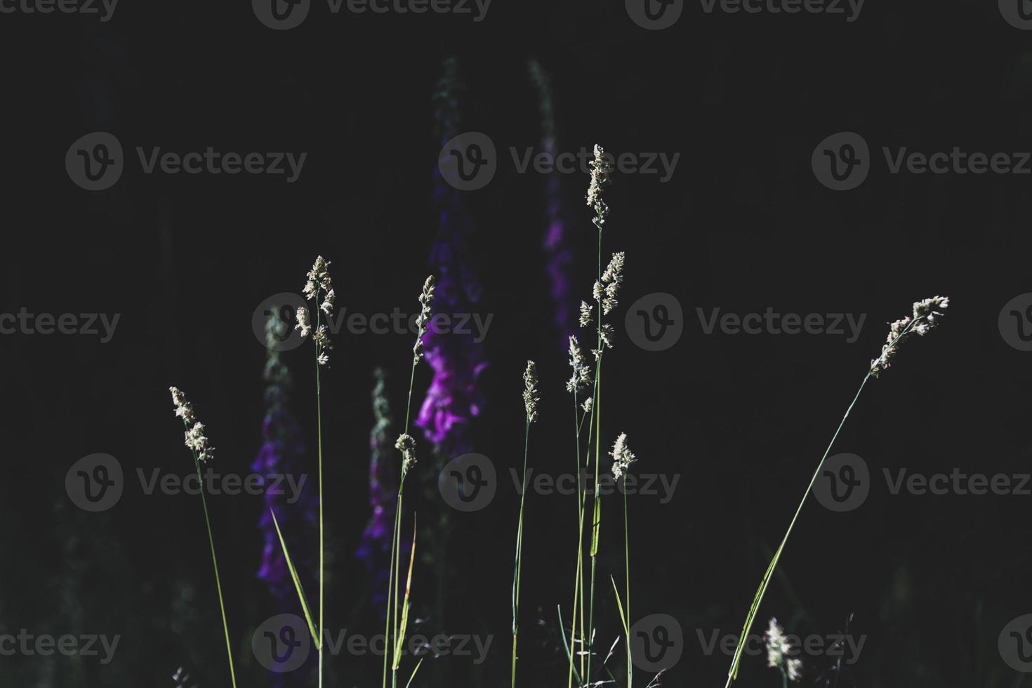Tall field grass full of seeds and flowers photo
