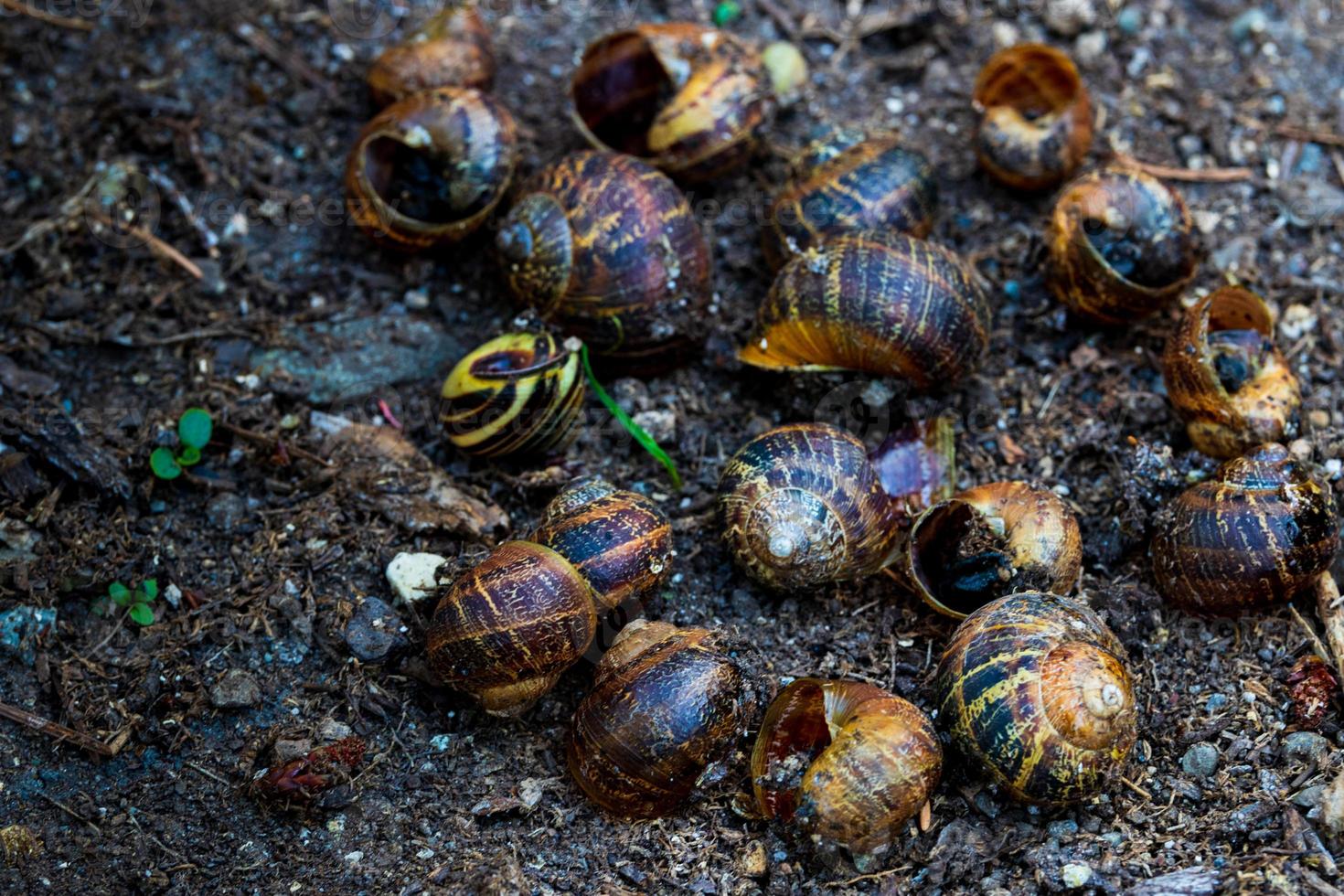 Empty snail shells on dirt in a garden photo