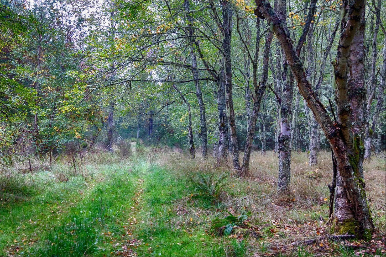 Autumn woodland forest with light showing photo