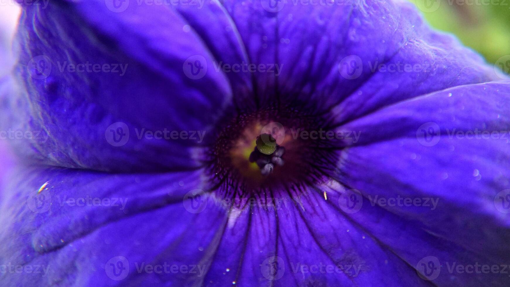 núcleos macro de una flor morada en forma de campana al aire libre 15478535  Foto de stock en Vecteezy