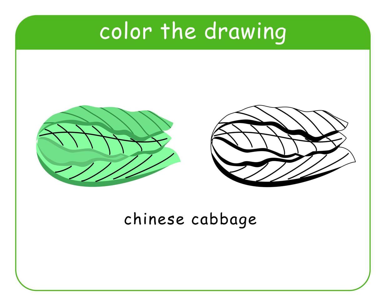 Coloring book for children. Chinese cabbage in color and black and white. vector