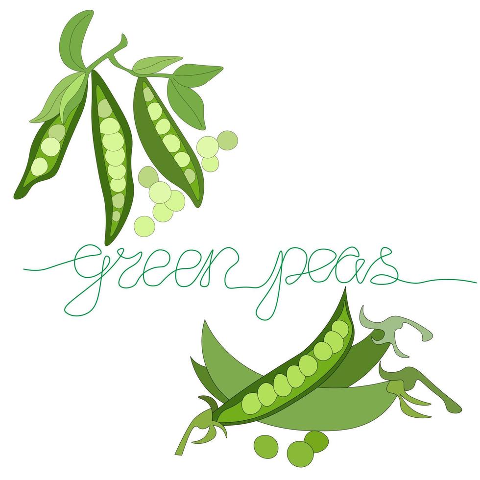 set of green peas. three open pea pods on branch with leaves. bunch of pea pods is lying. Vegetables no nitrates, farm product. lettering without taking your hands off the line vector