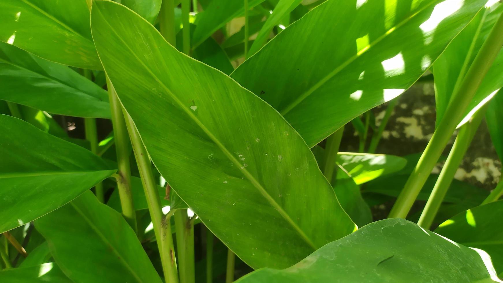 Photo Leaf Green Simple