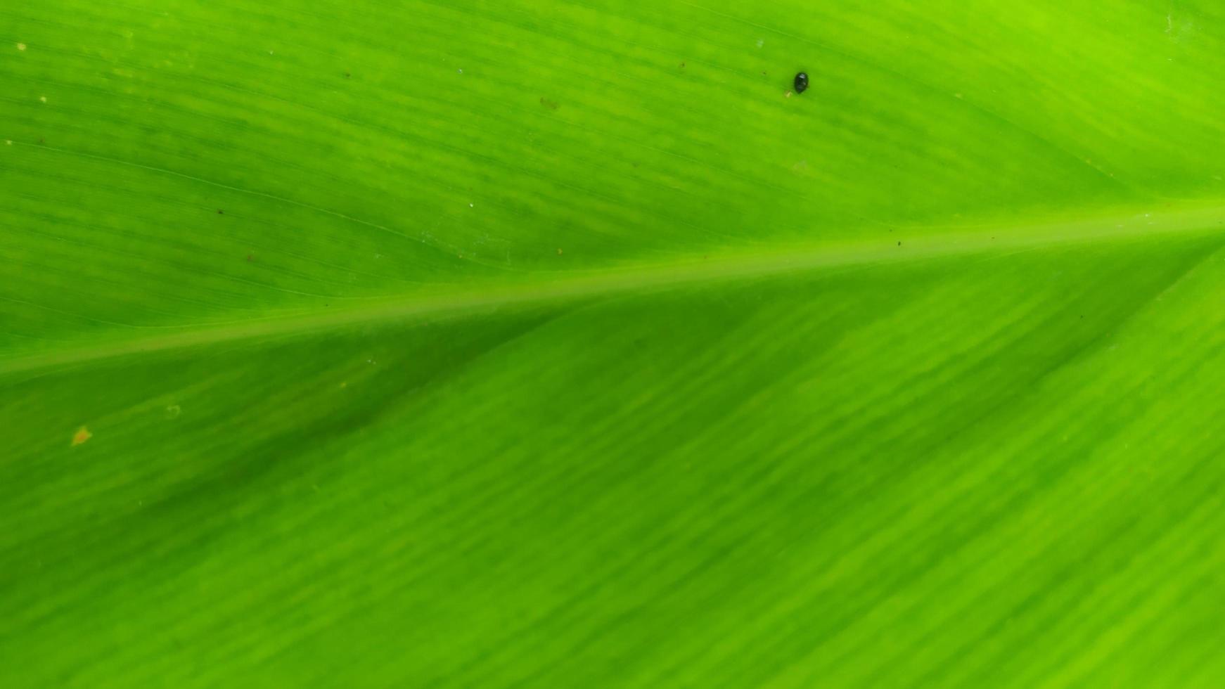 Photo Leaf Green Simple