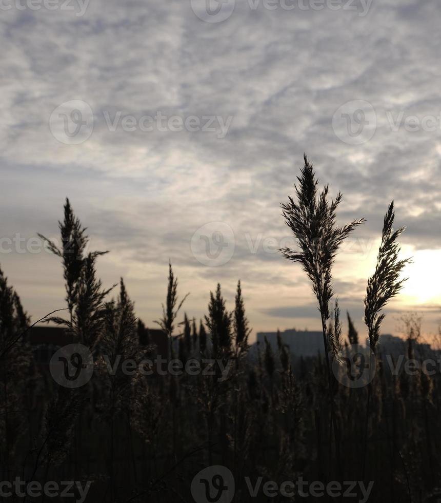 Golden reeds sway in the wind against sunset sky. Abstract natural background. Pattern with neutral colors. Minimal, stylish, trend concept. Golden sedge grass, dry reed, reed layer, reed seeds. photo