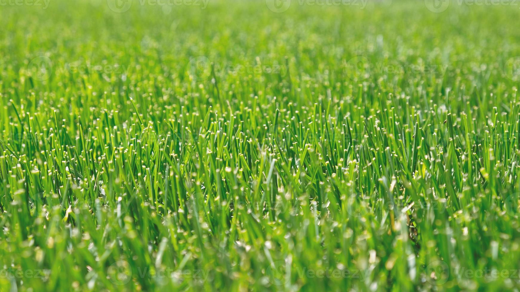 Close up green grass, natural greenery background texture of lawn garden. Ideal concept used for making green flooring, lawn for training football pitch, Grass Golf Courses, green lawn pattern. photo