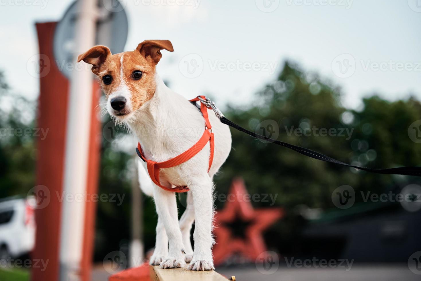 Dog portrait. Jack Russel terrier walk outdoors photo