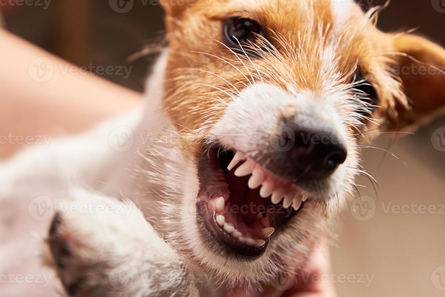 perro agresivo con colmillos desnudos. sonriente cachorro jack russell terrier foto