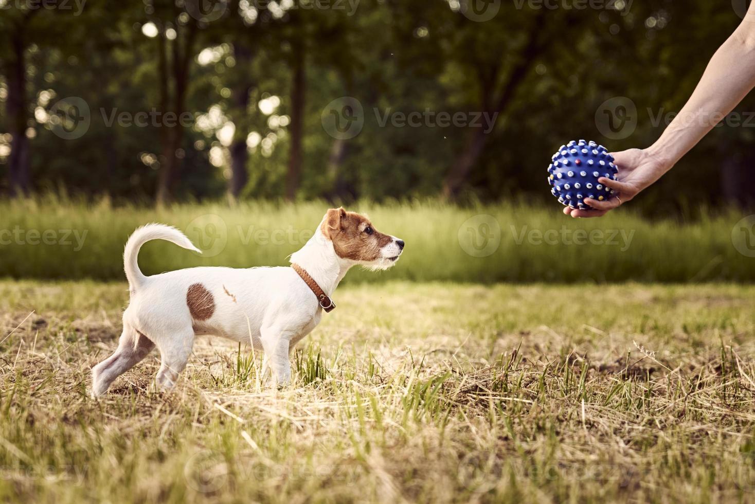 Owner plays with jack russell terrier dog in park photo