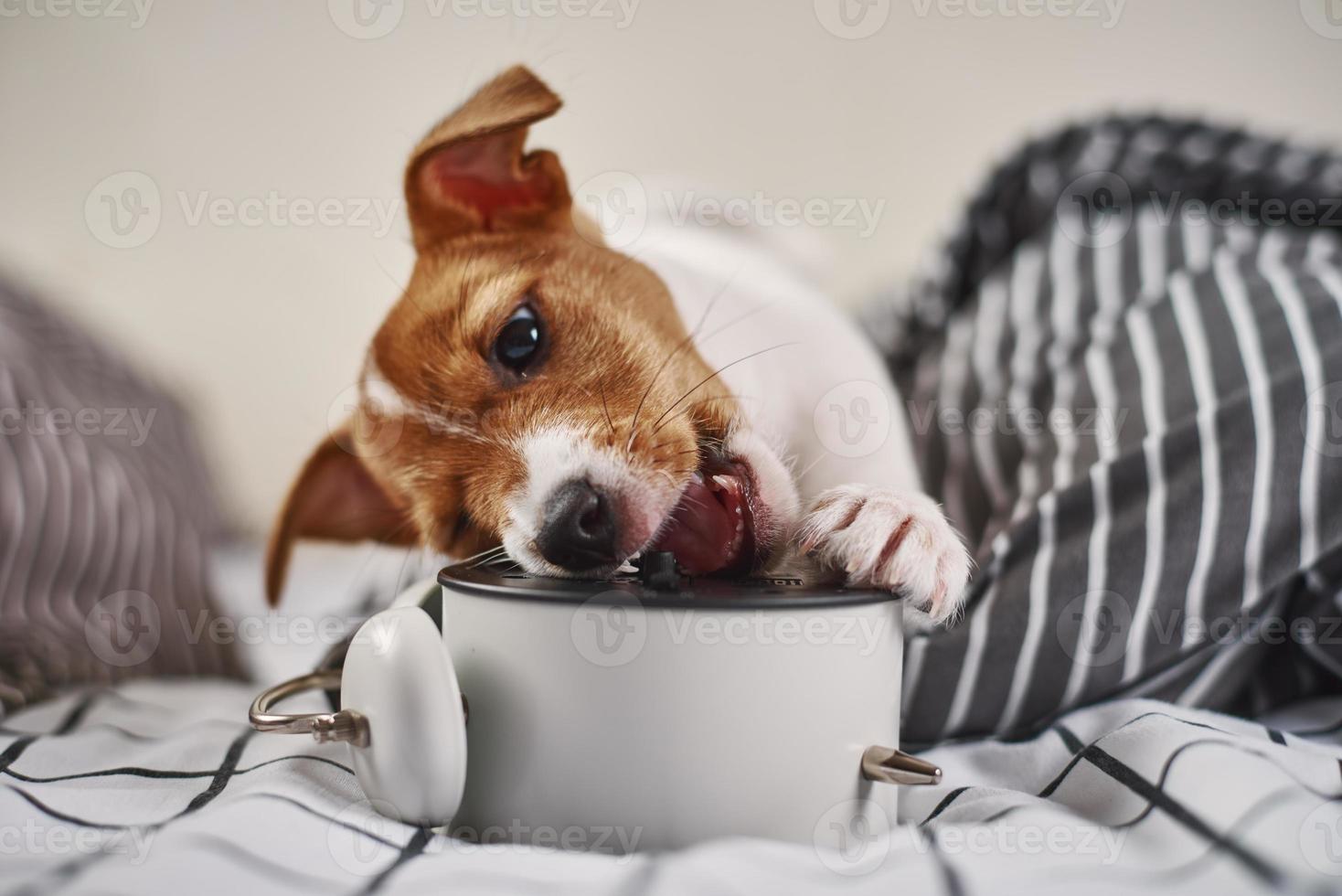 Jack russell terrier dog nibbles vintage alarm clock in the bed