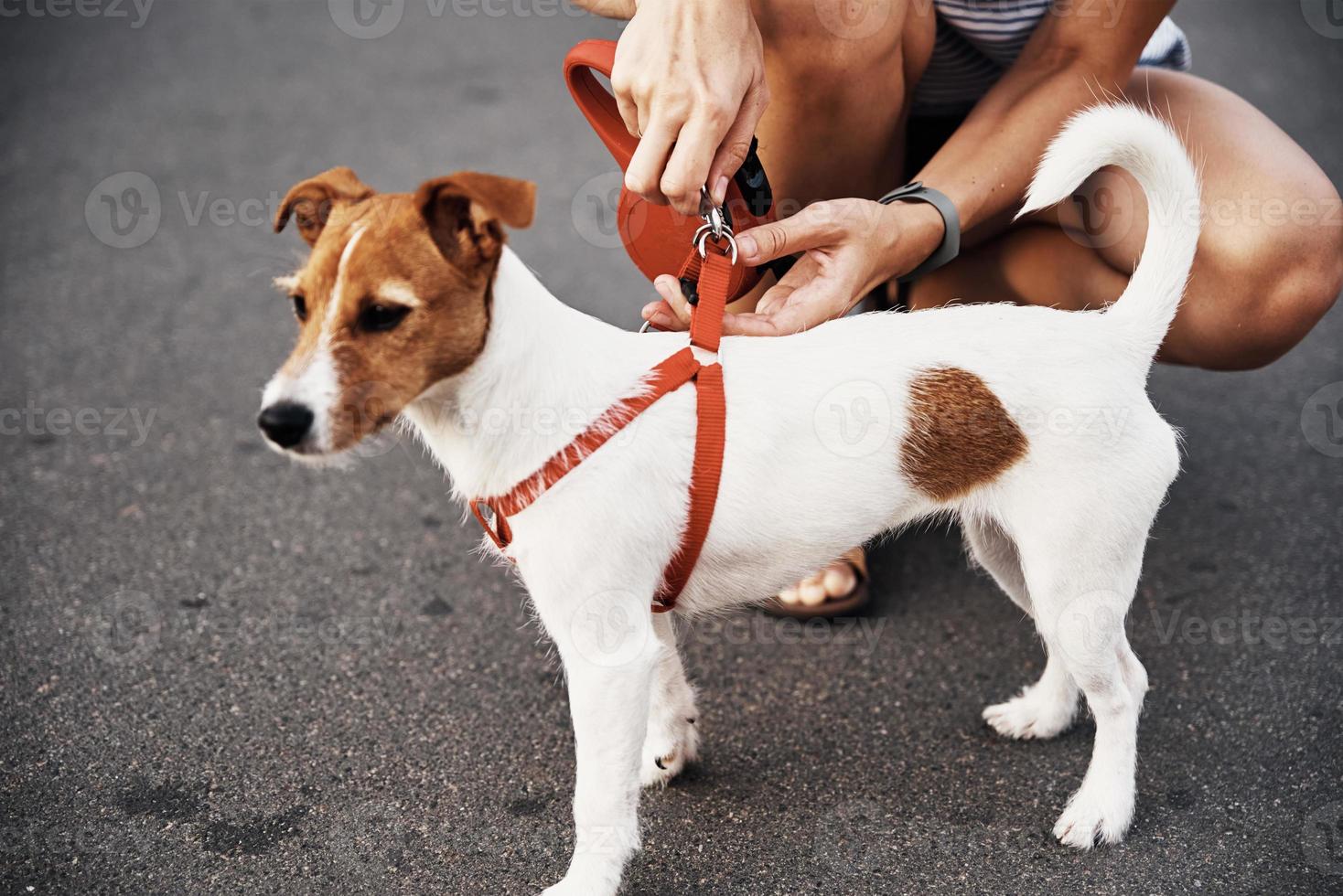 Owner attaches leash to the dog on the walk photo