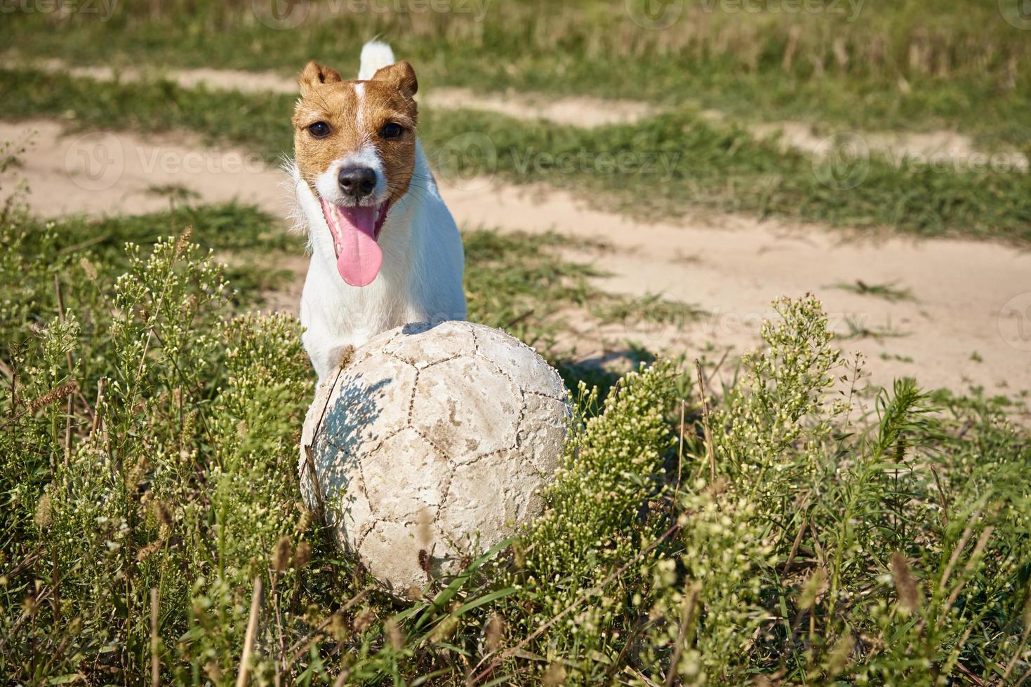 Happy dog play with ball in the field in summer day photo