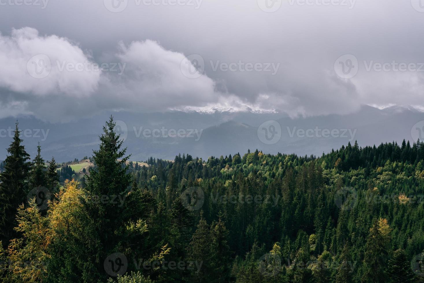 Coniferous Forest and Mountains Landscape Travel serene scenery photo