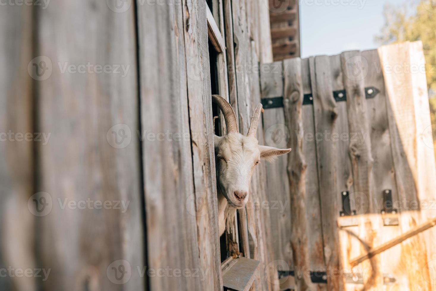 A curious goat poked its head out of the wooden pen photo