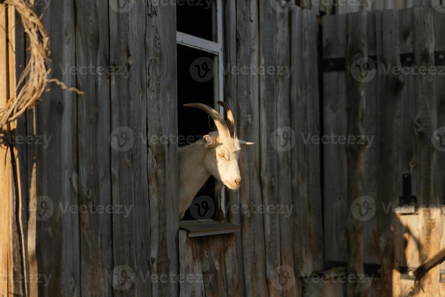 Curious goat in wooden corral looking at the camera photo