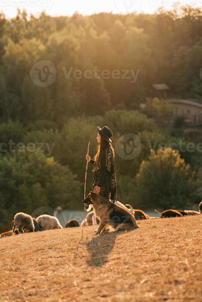 Female shepherd with a dog grazes a flock on the lawn photo