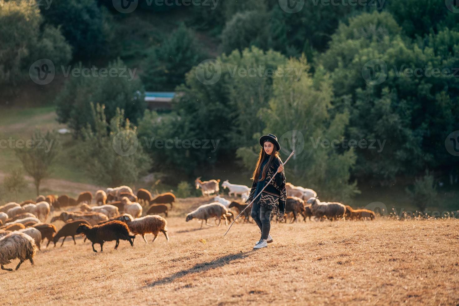 Female shepherd and flock of sheep at a lawn photo