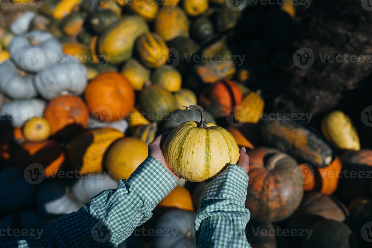 Female hands hold out a small pumpkin. photo