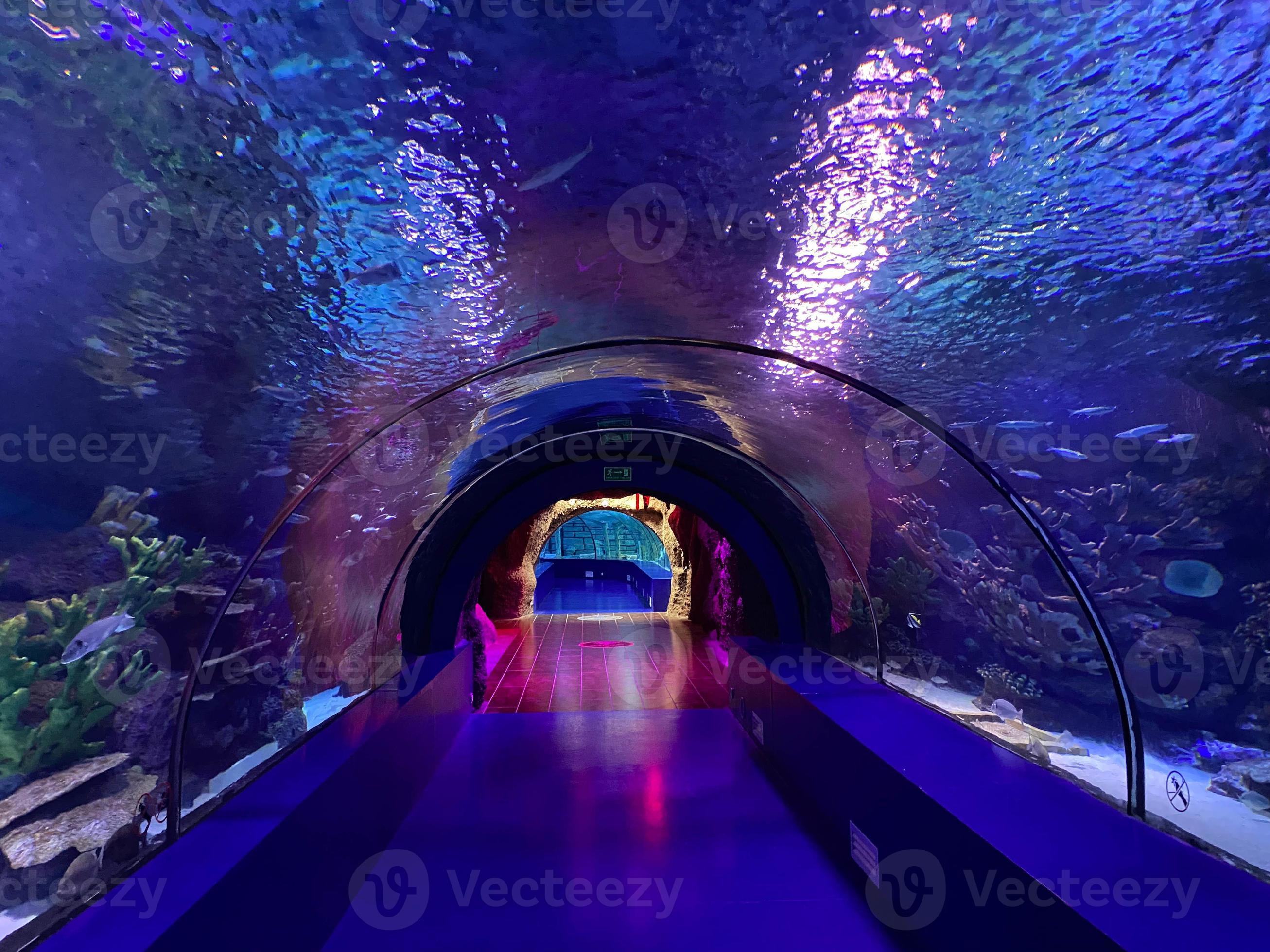 Large beautiful round glass tunnel under water in the aquarium with