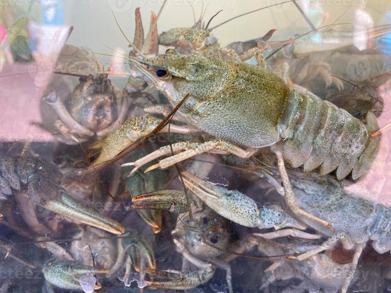 There are a lot of crayfish in a water tank on a farm where crustaceans are grown. One of the many crayfish trying to get out of the tank lifting the claws up along the glass wall photo