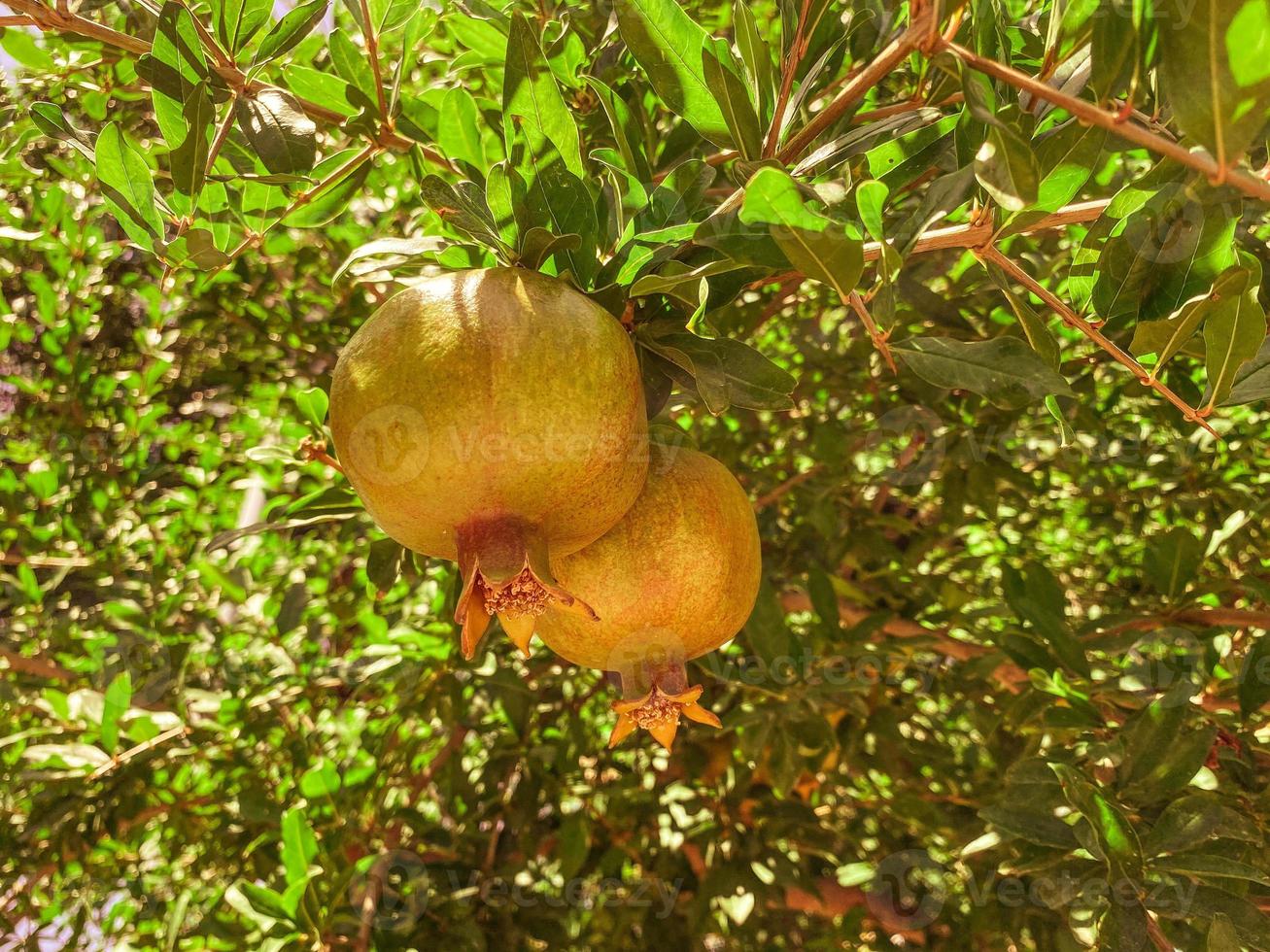 yellow pomegranate hanging on a tree branch. green branch with leaves in a hot, tropical country. edible vitamin fruits. useful fruit photo