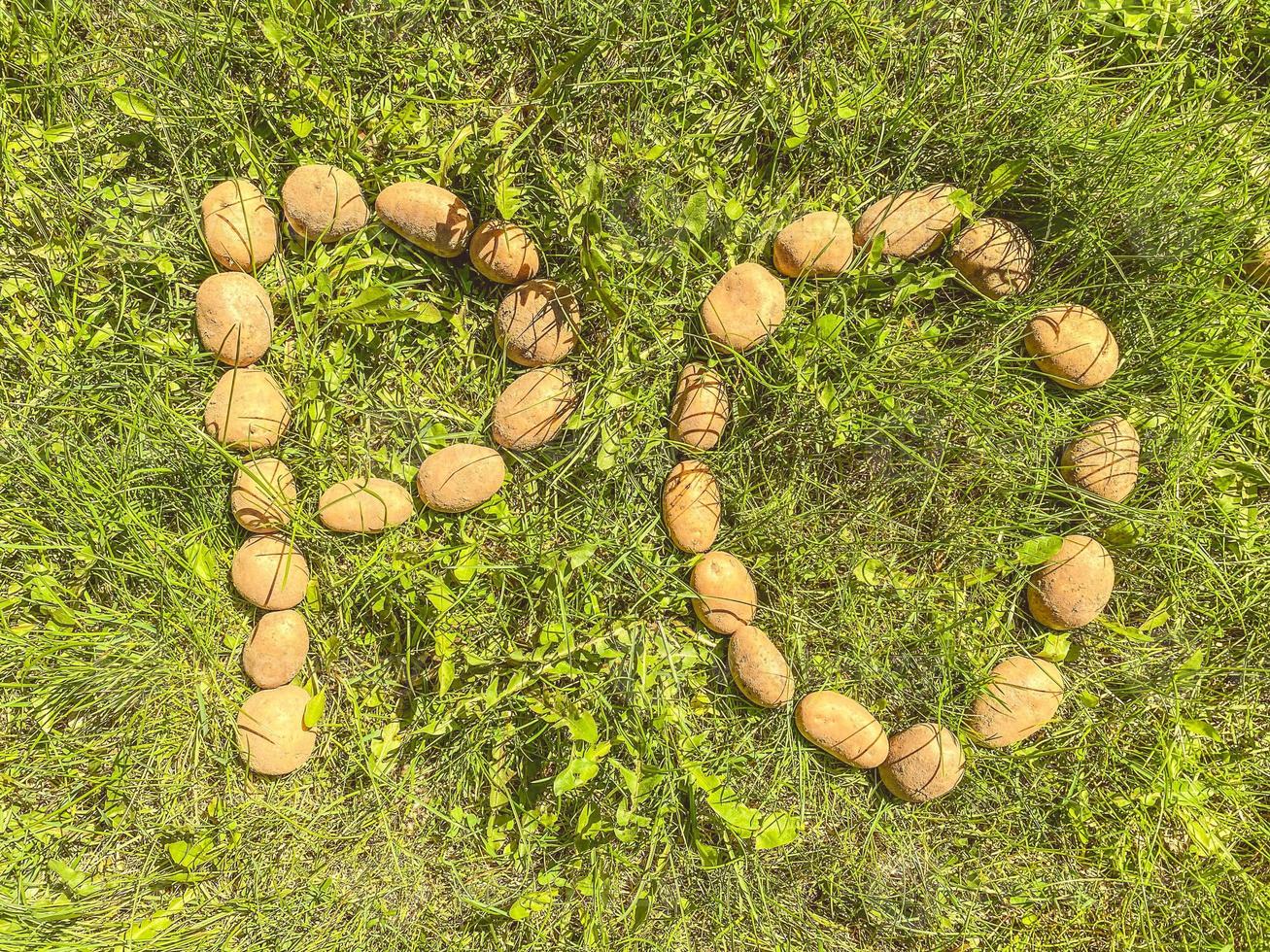 papas sobre hierba verde. las papas grandes se alinean con las letras p y o. alfabeto comestible. letras de verduras. productos veganos foto