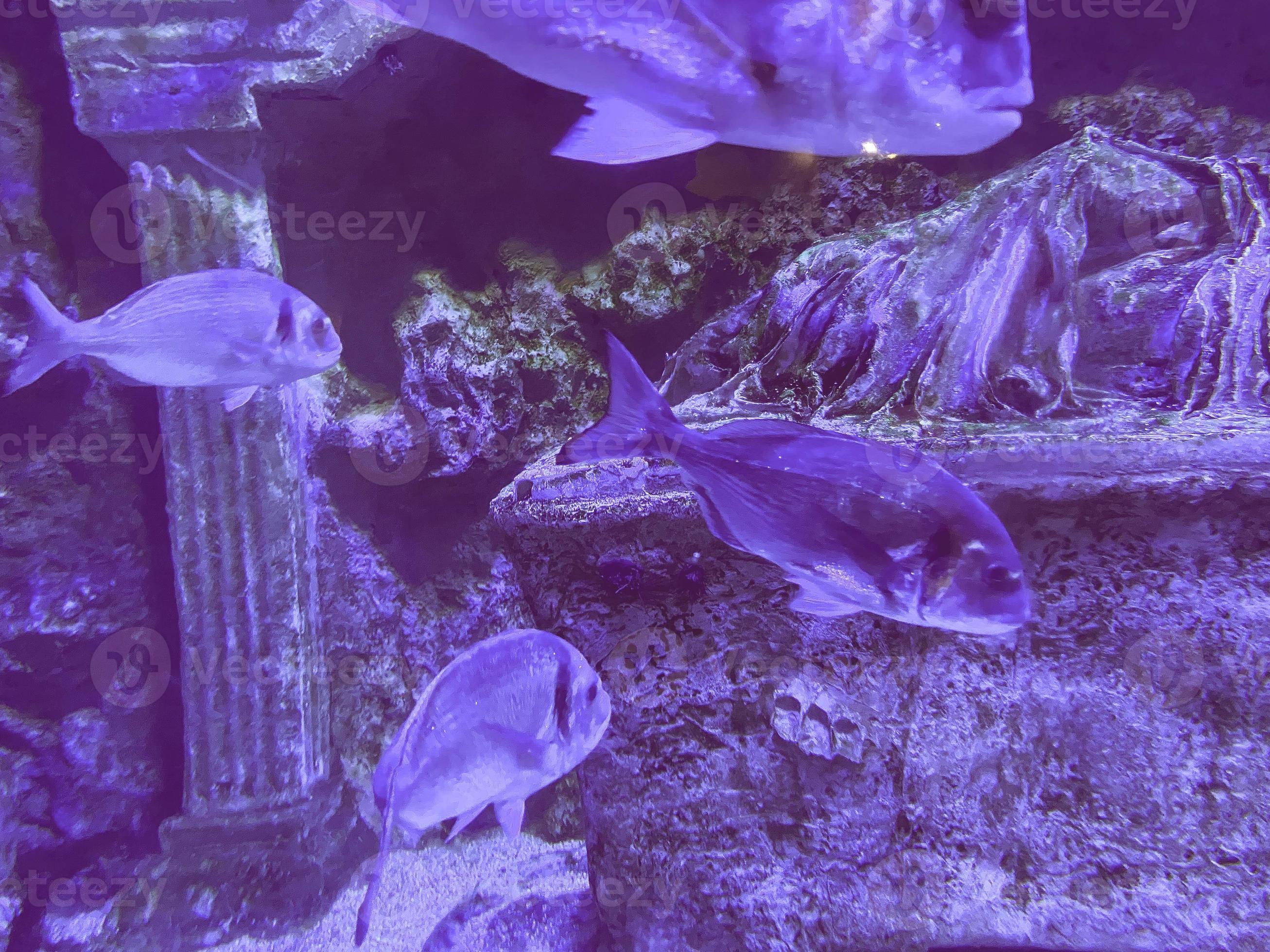 flocks of fish swim under water. unusual, rare species of fish